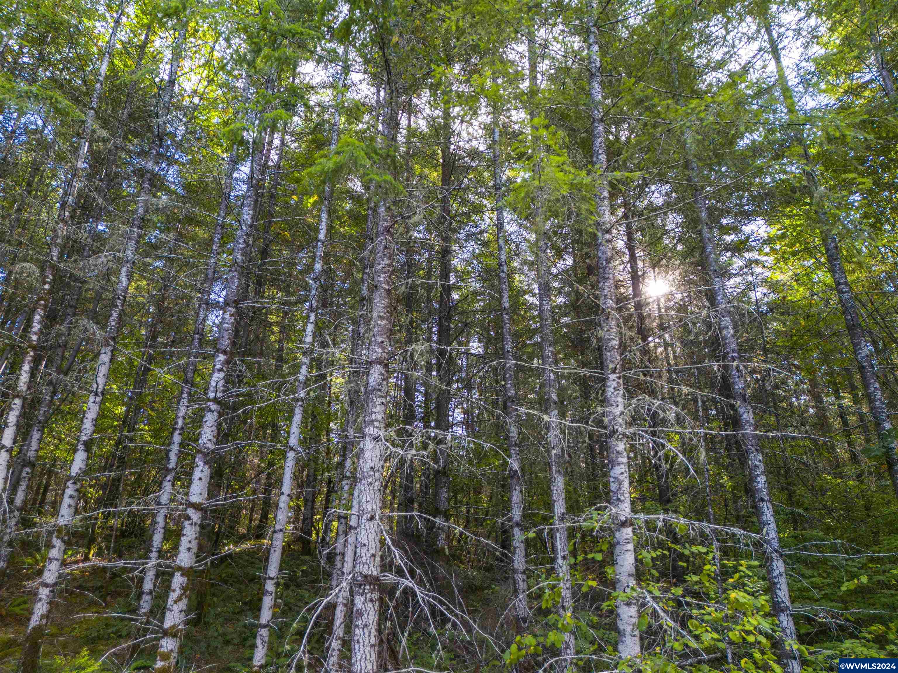 Meadow Lake Treefarm