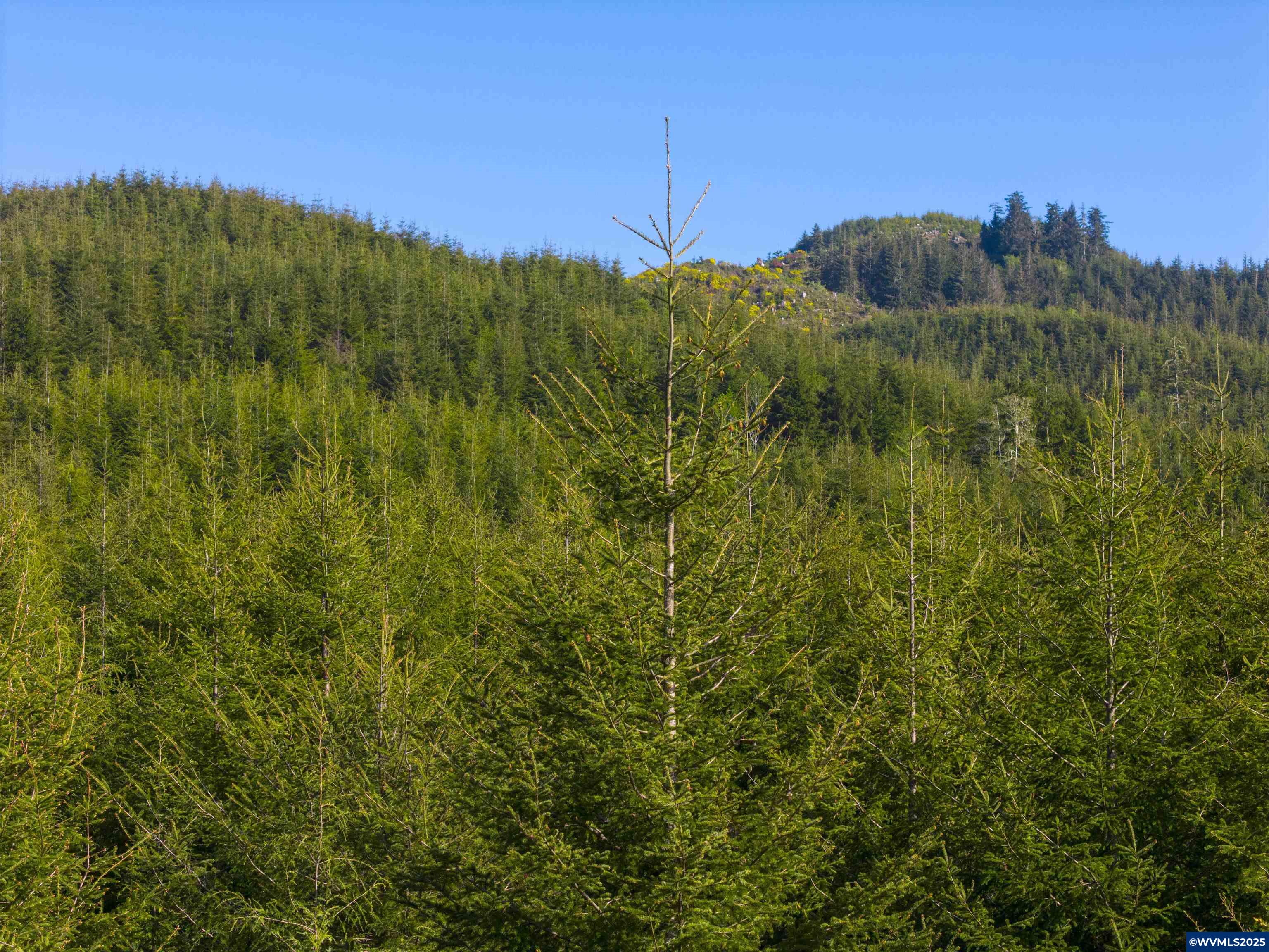 Elmer Miller Rd. Treefarm
