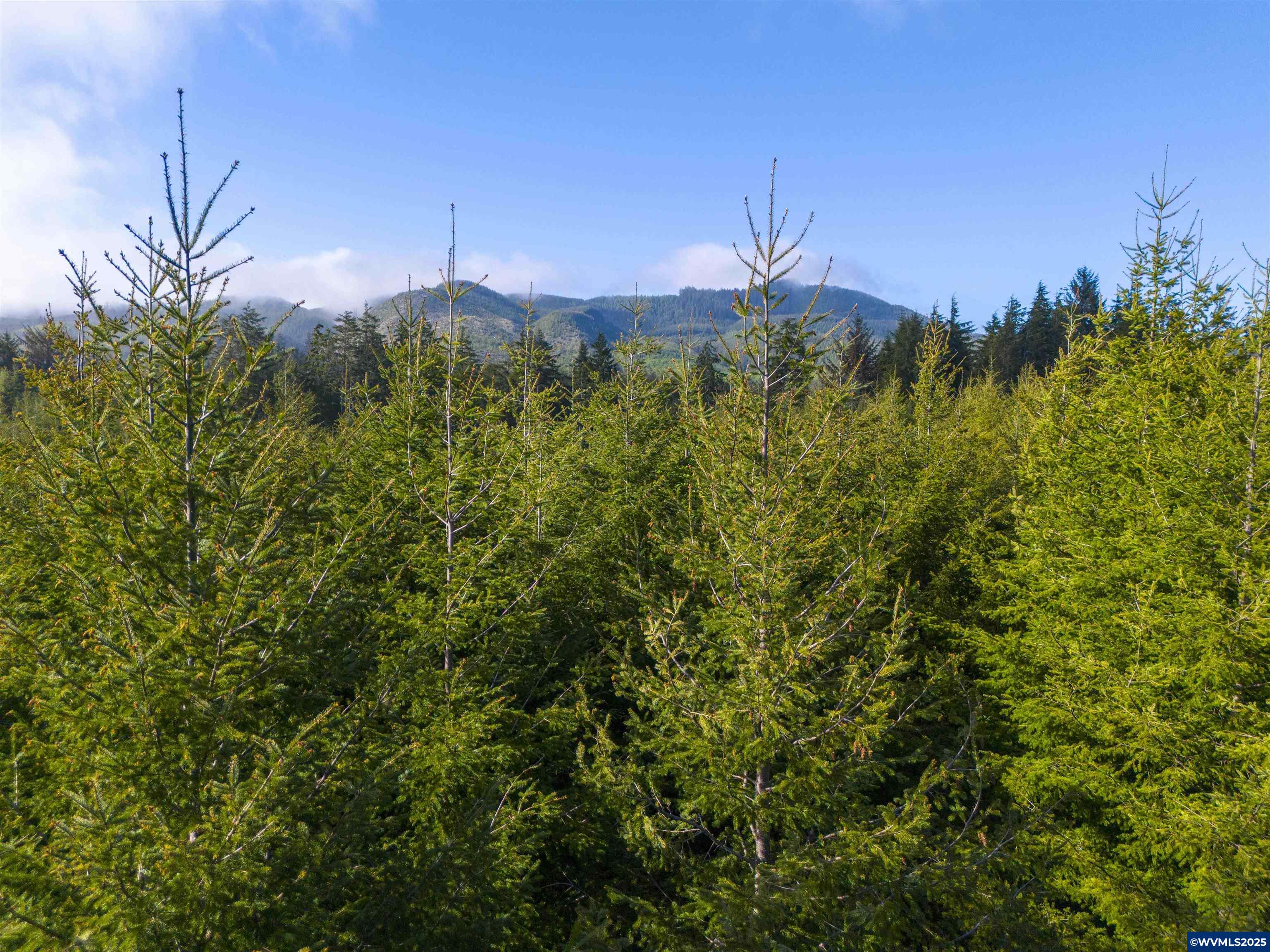 Elmer Miller Rd. Treefarm