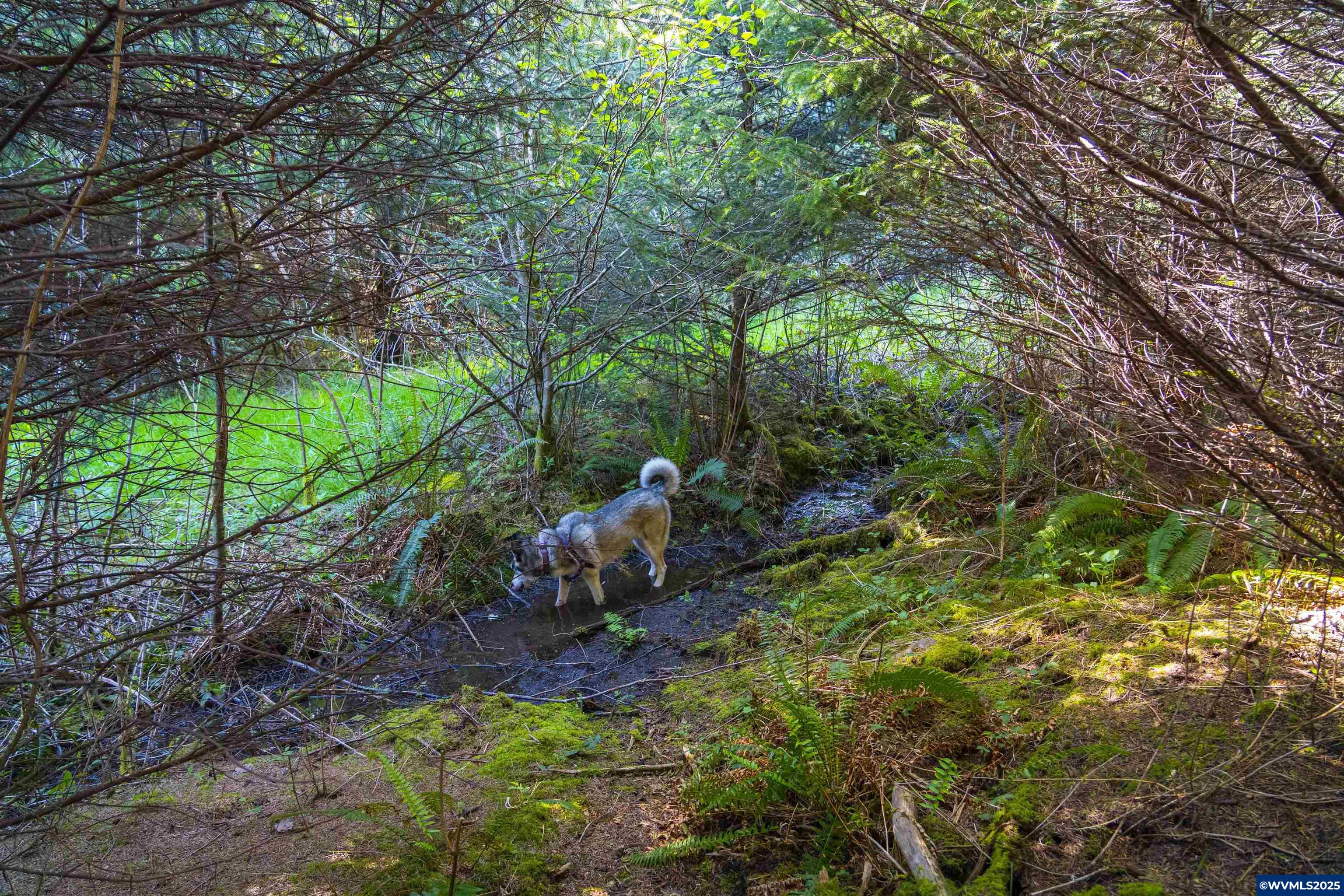 Elmer Miller Rd. Treefarm