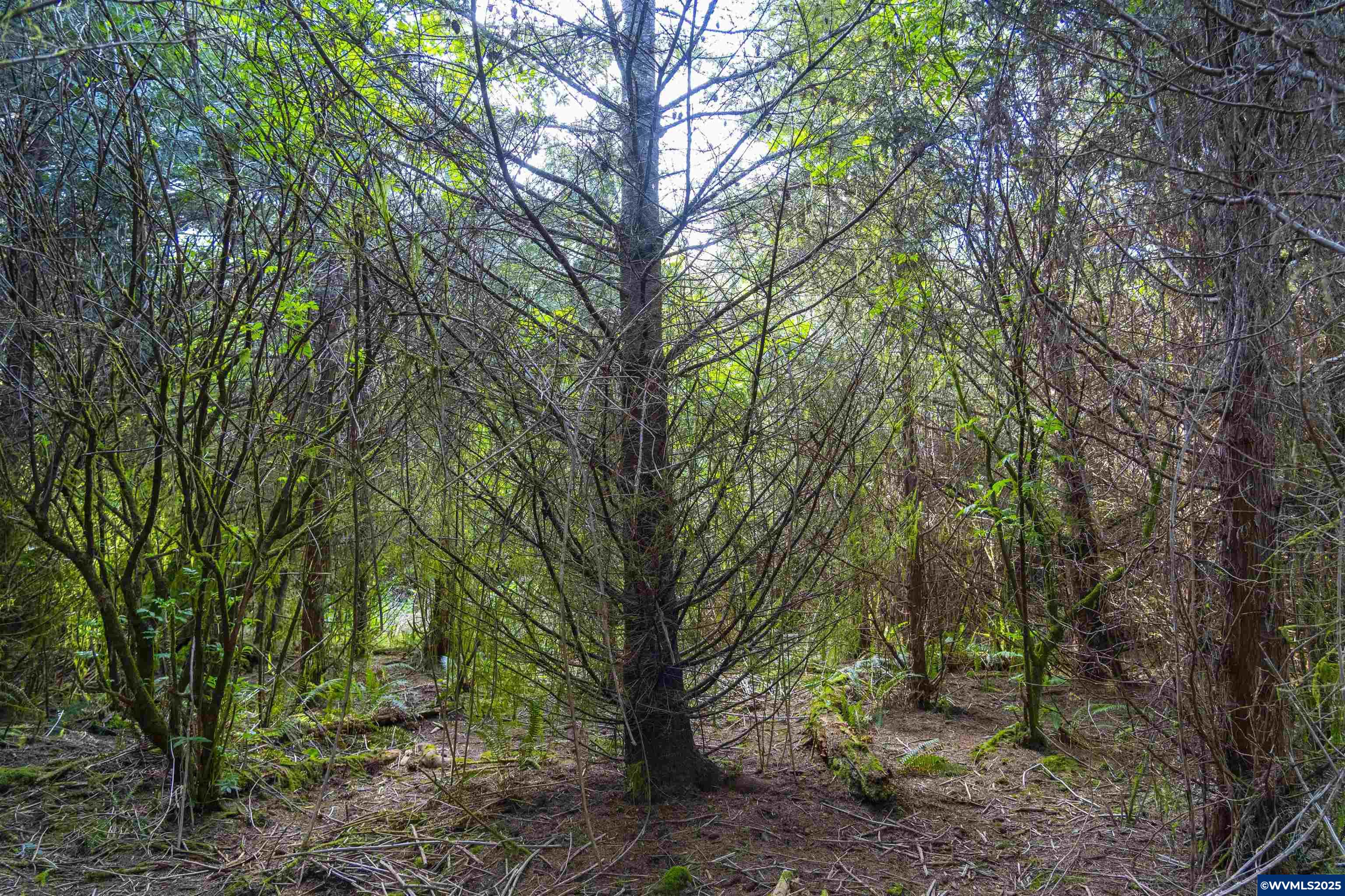 Elmer Miller Rd. Treefarm