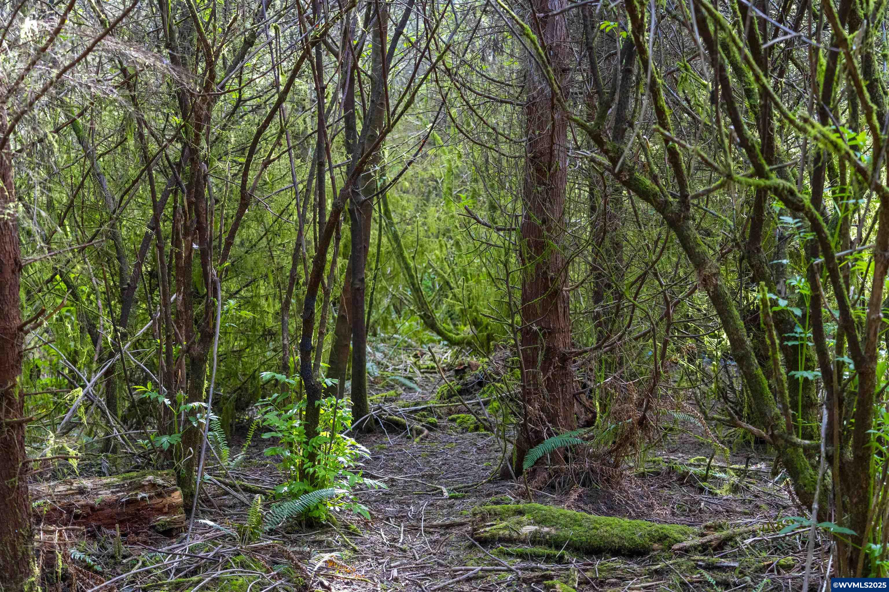Elmer Miller Rd. Treefarm
