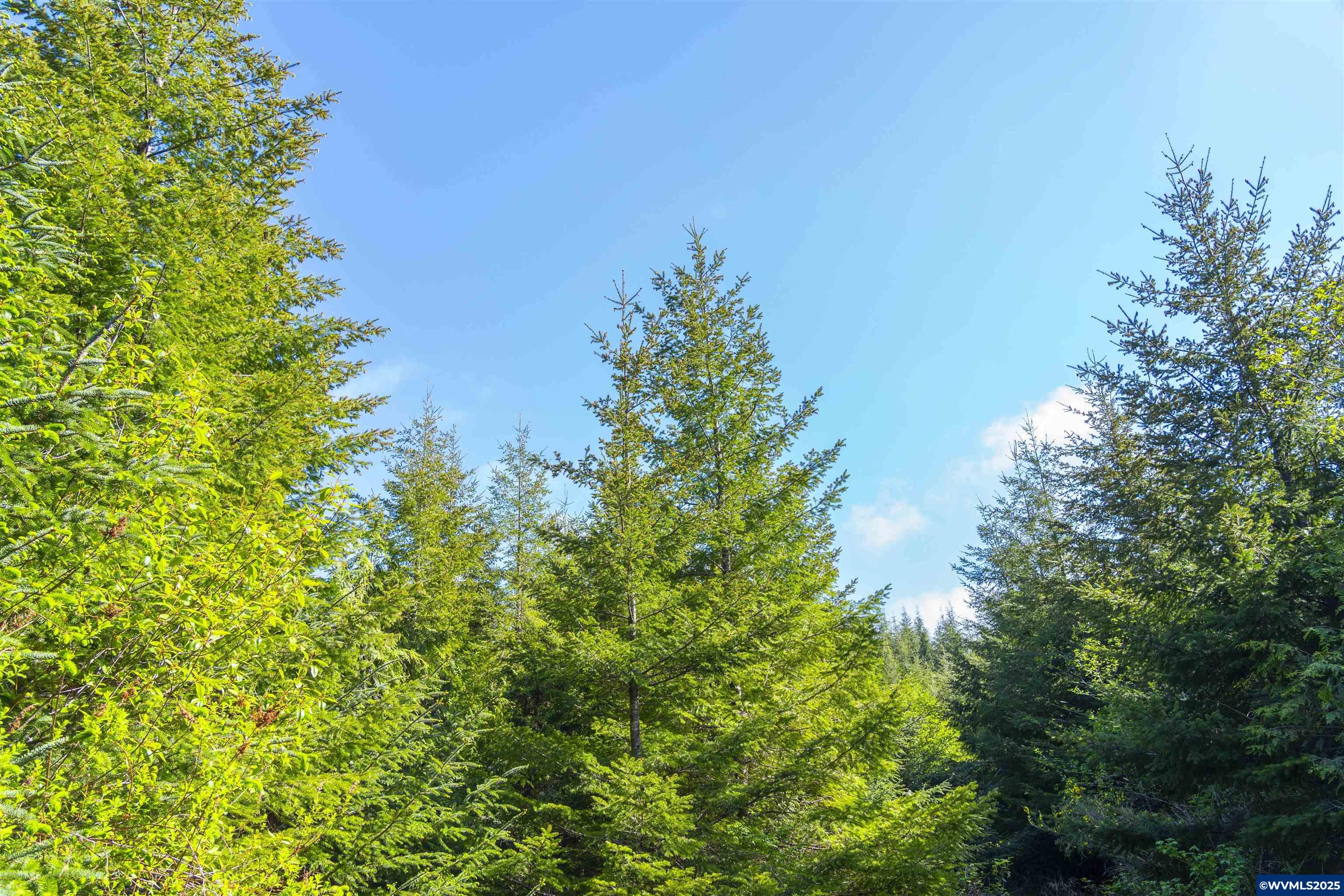 Elmer Miller Rd. Treefarm