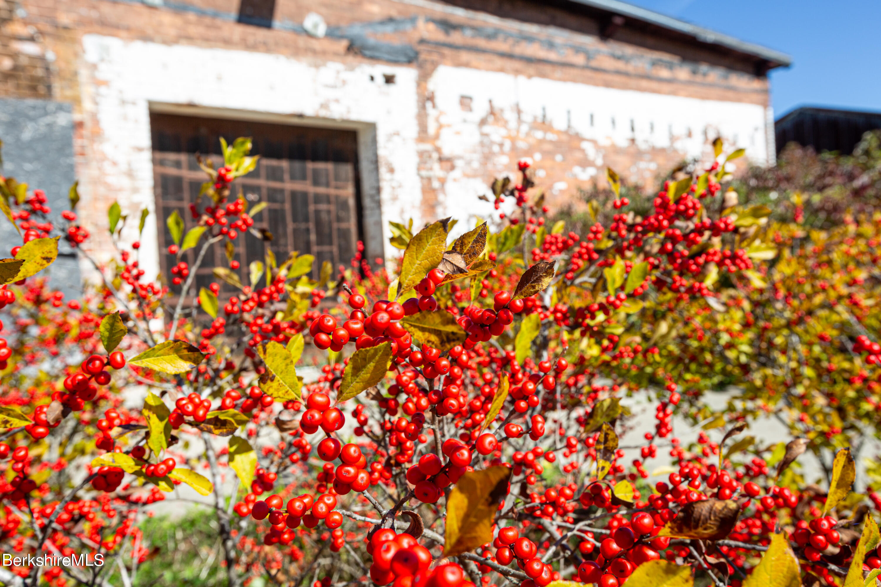 Weathered brick-and-white building behind branches covered in bright red berries.