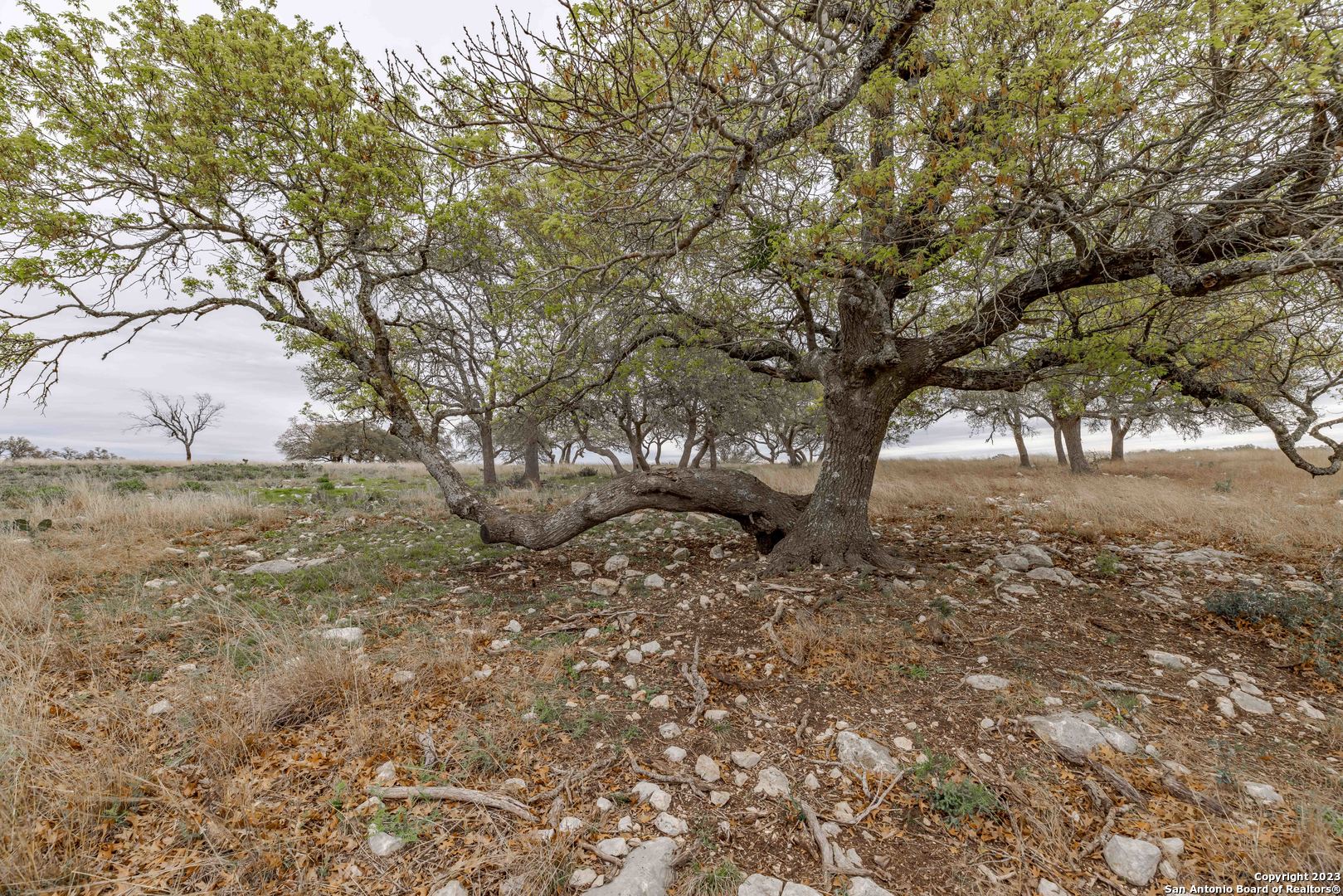 LOT 163 Loma Vista Ranch