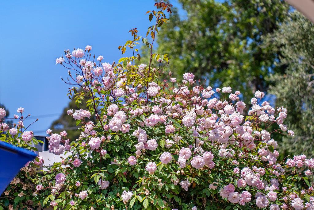 290 Saint Andrews DR