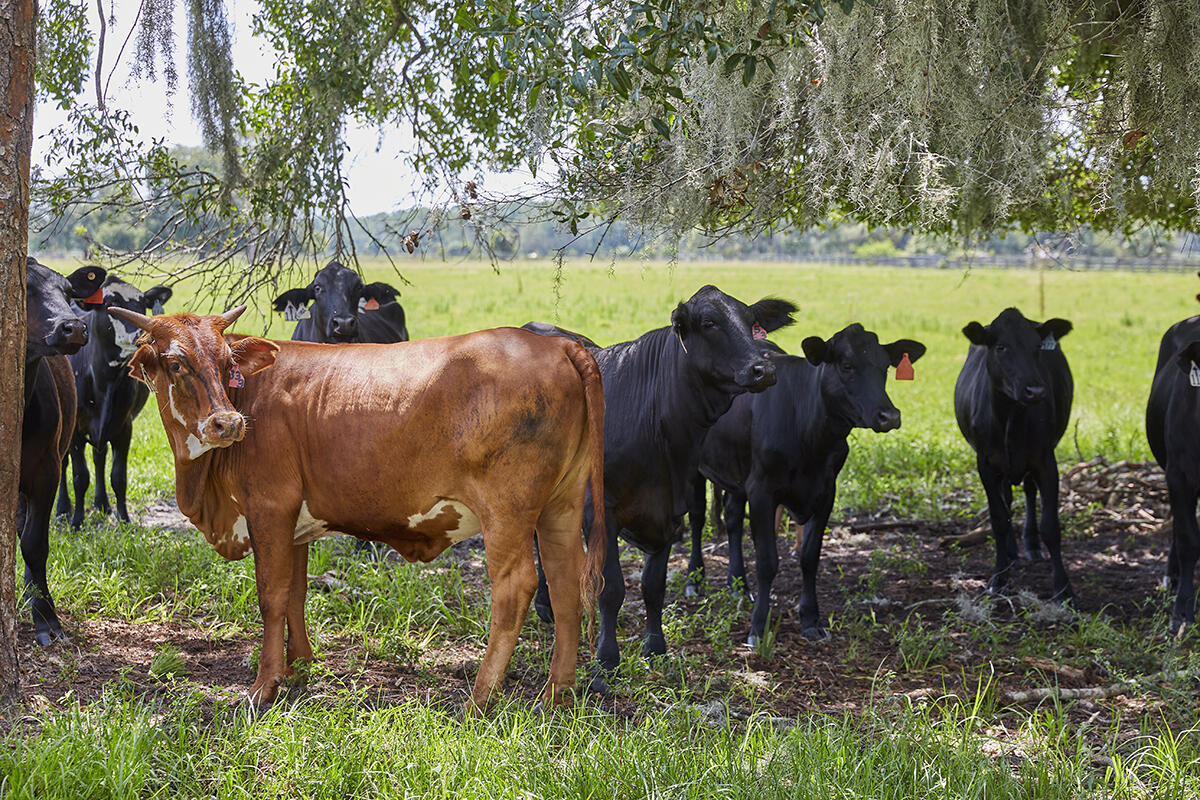 25700 SW Brians Trail, Okeechobee