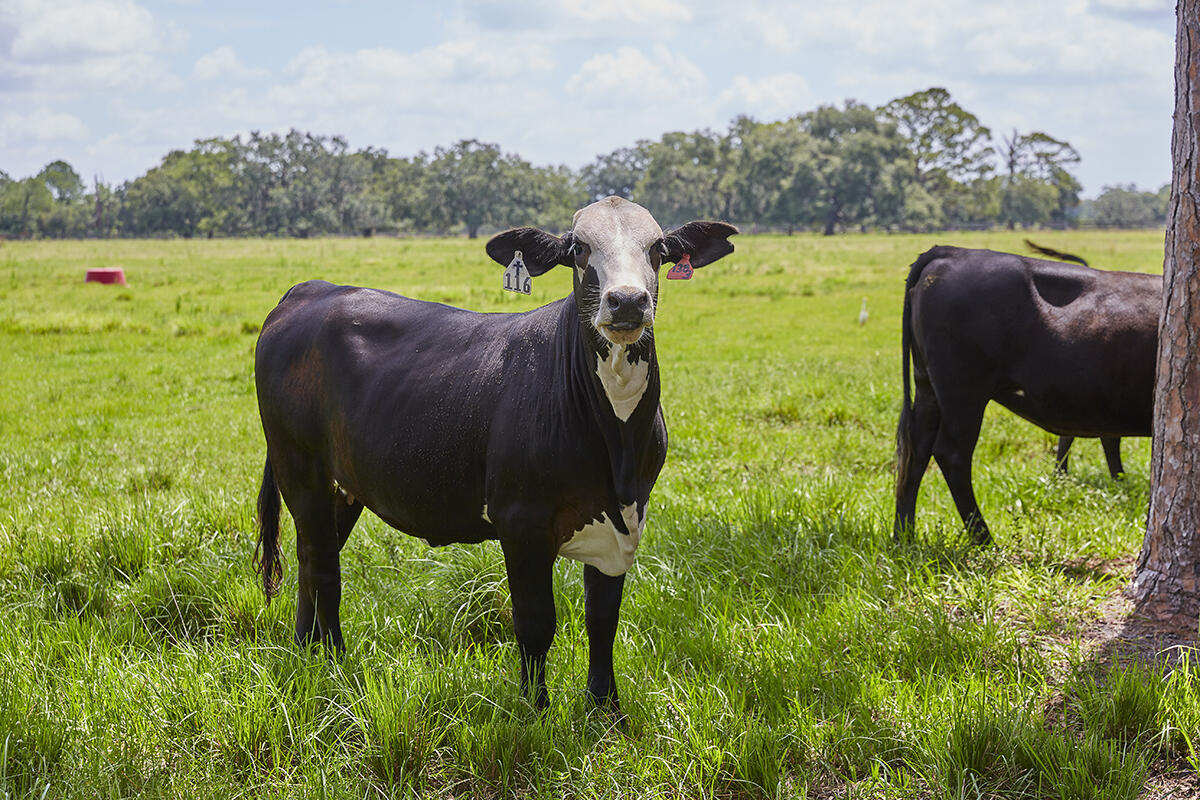 25700 SW Brians Trail, Okeechobee