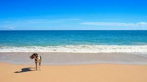 213 Ocean Dunes Circle