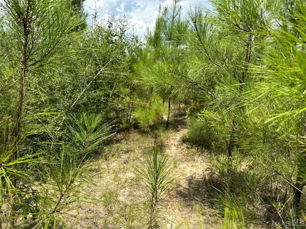 5 acres Old Elba Road