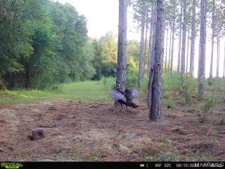 44ac County Rd 41 .