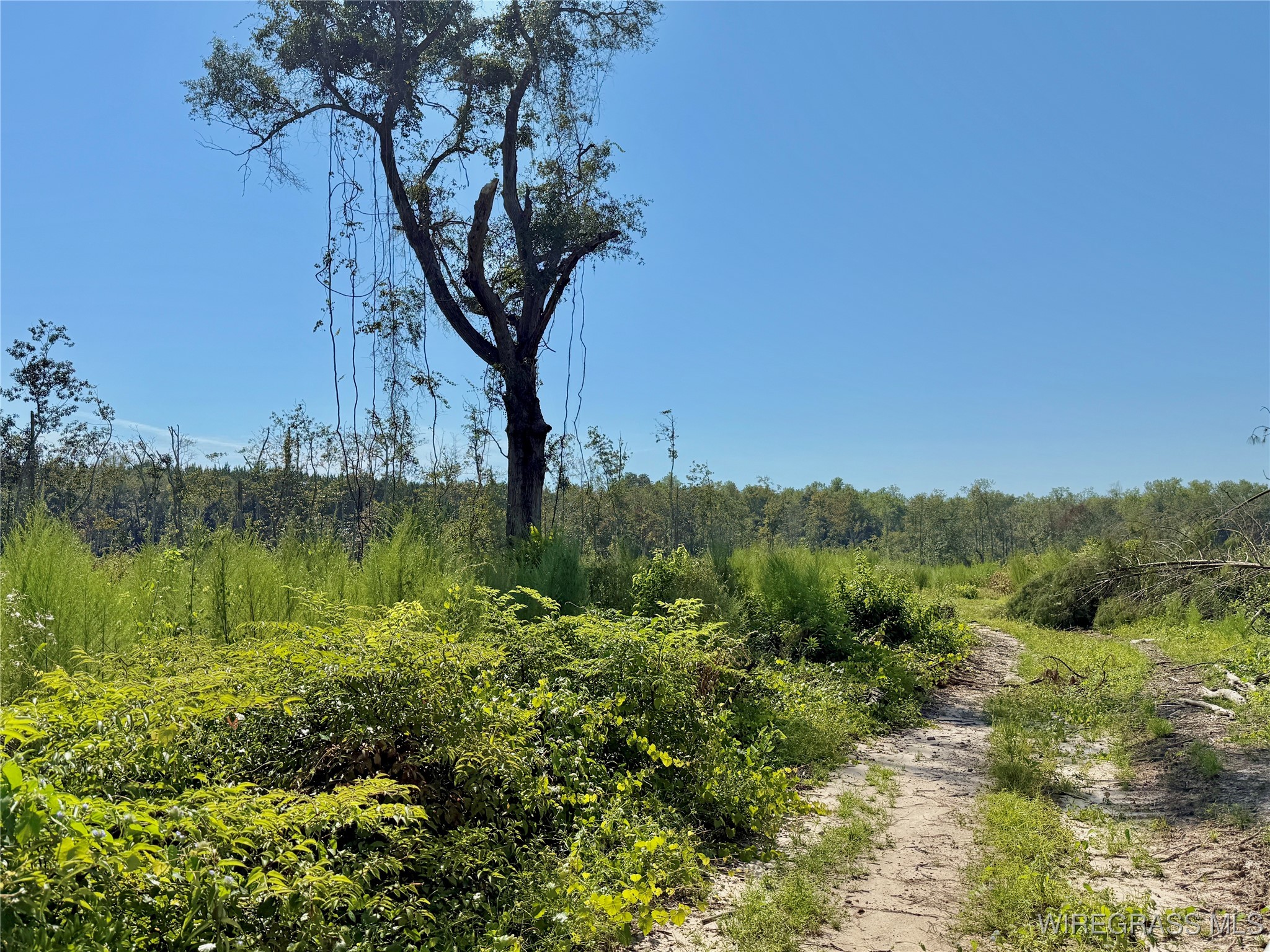 65+/- Tindil Creek .