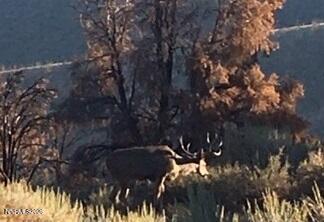 8522 Pinenut Creek Road