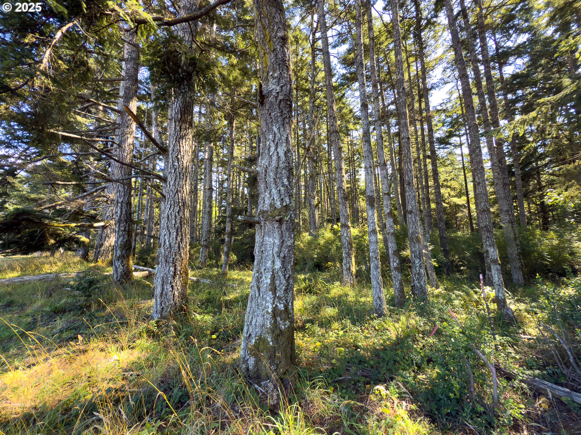 Bradley Lake LN 1602