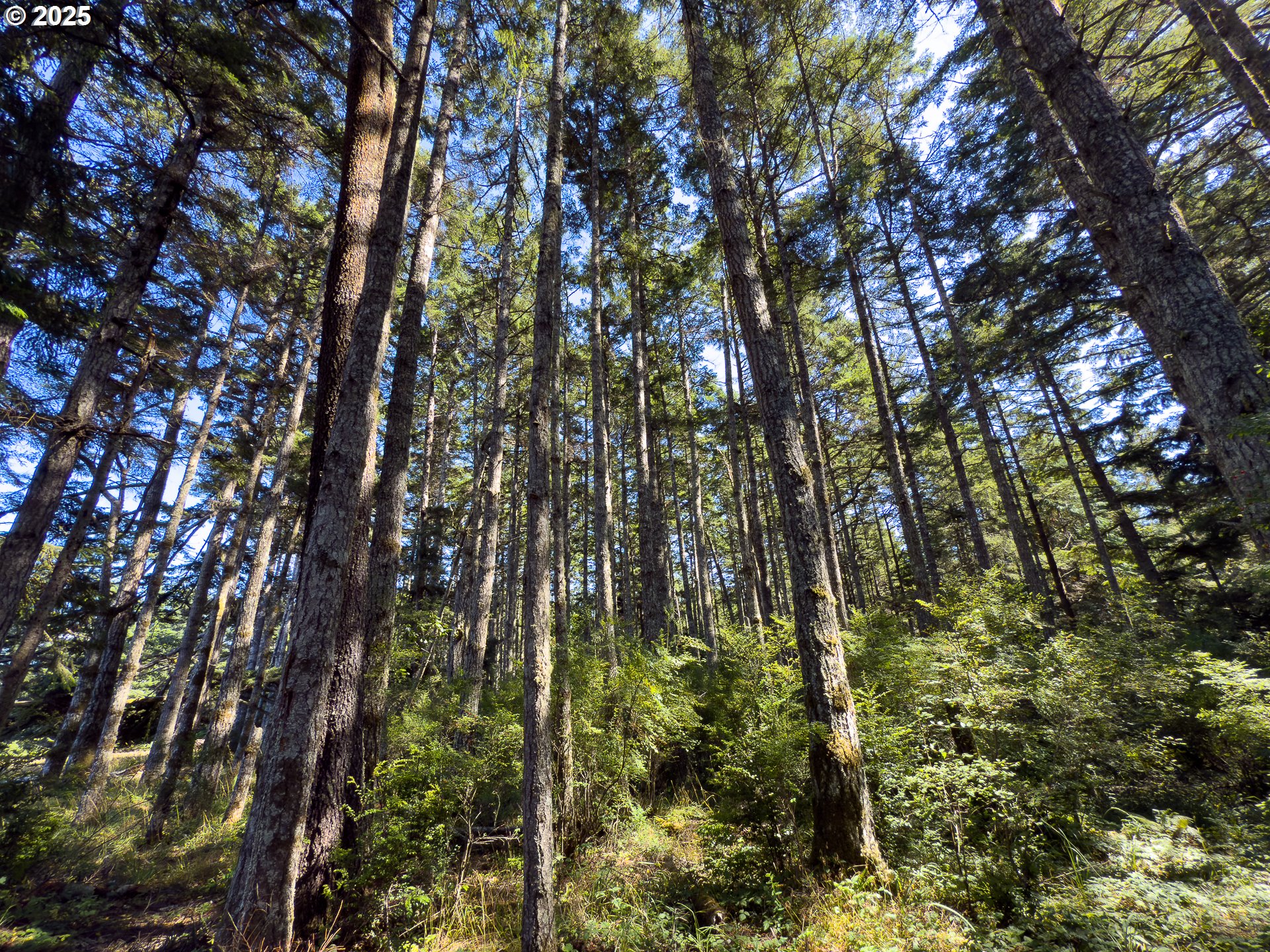 Bradley Lake LN 1602