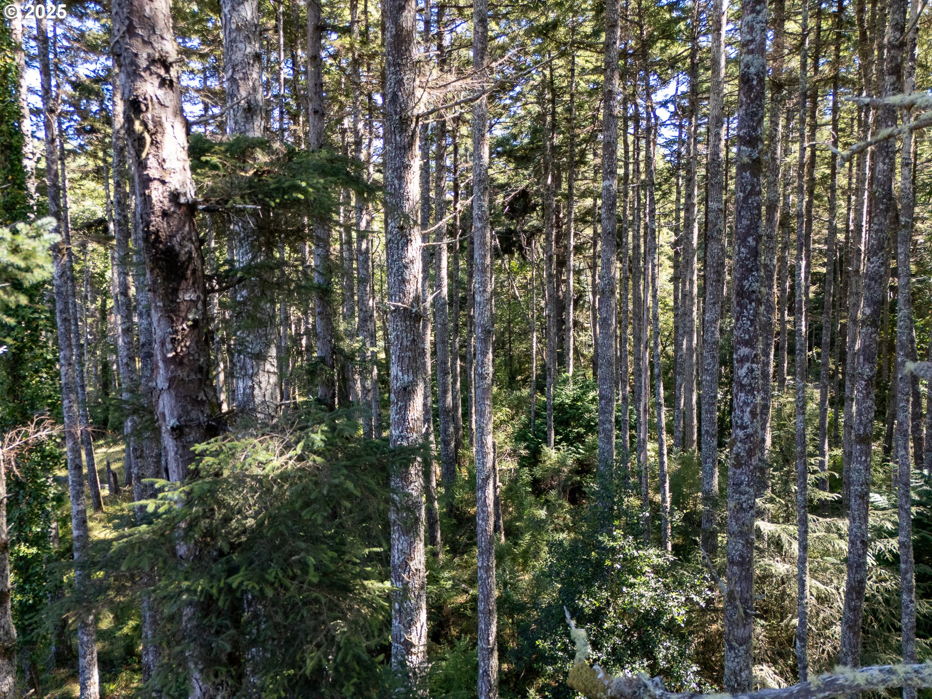 Bradley Lake LN 1602