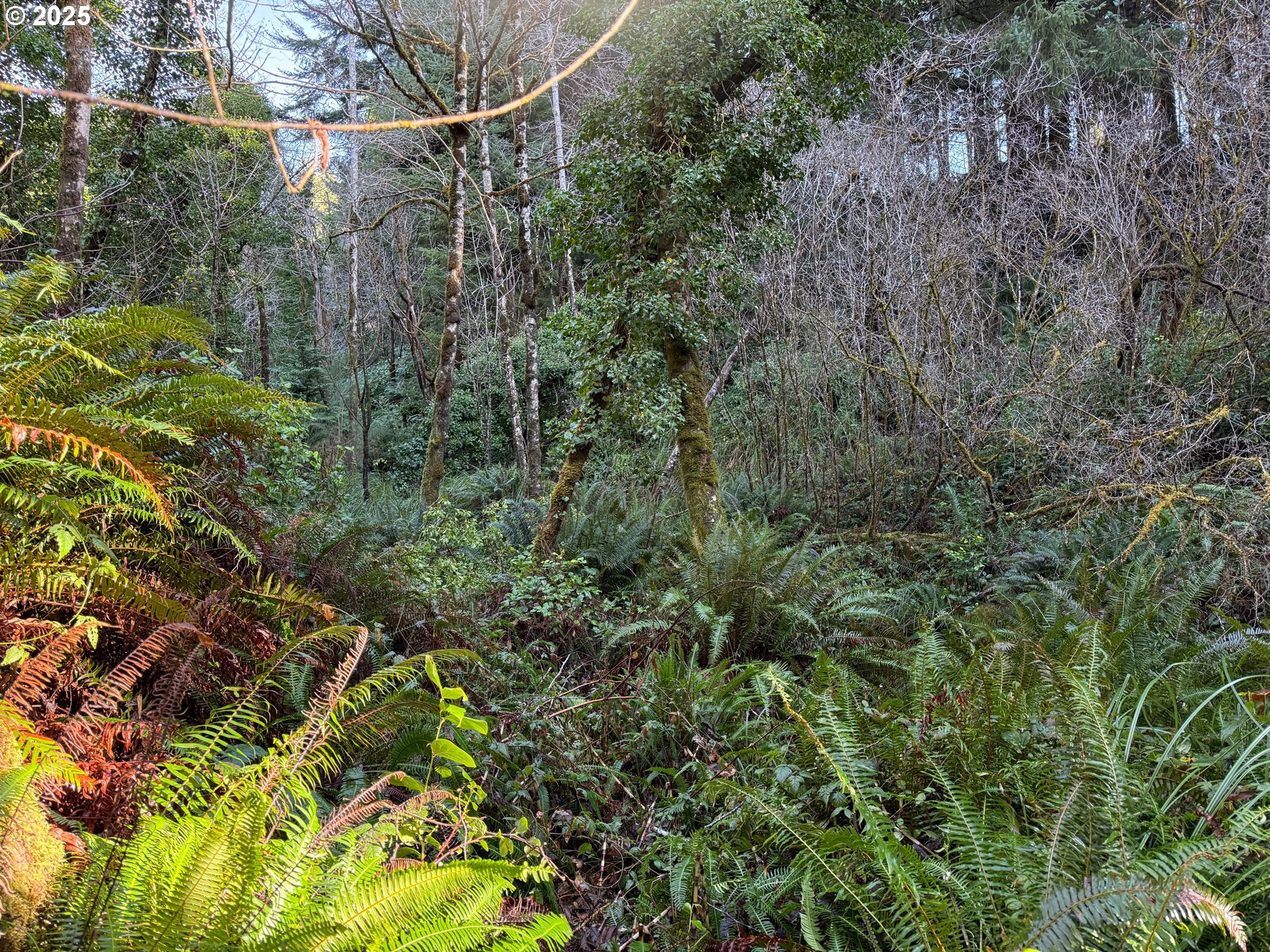 56020 SPRING CREEK RD, Bandon