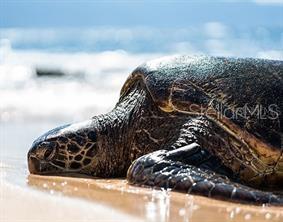 7454 PALM ISLAND DR #3311