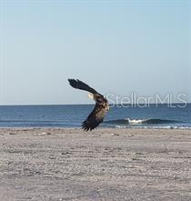 7454 PALM ISLAND DR #3311