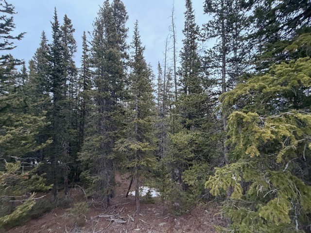 272 Grizzly DRIVE