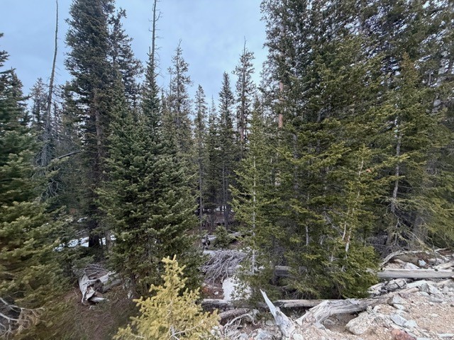 272 Grizzly DRIVE
