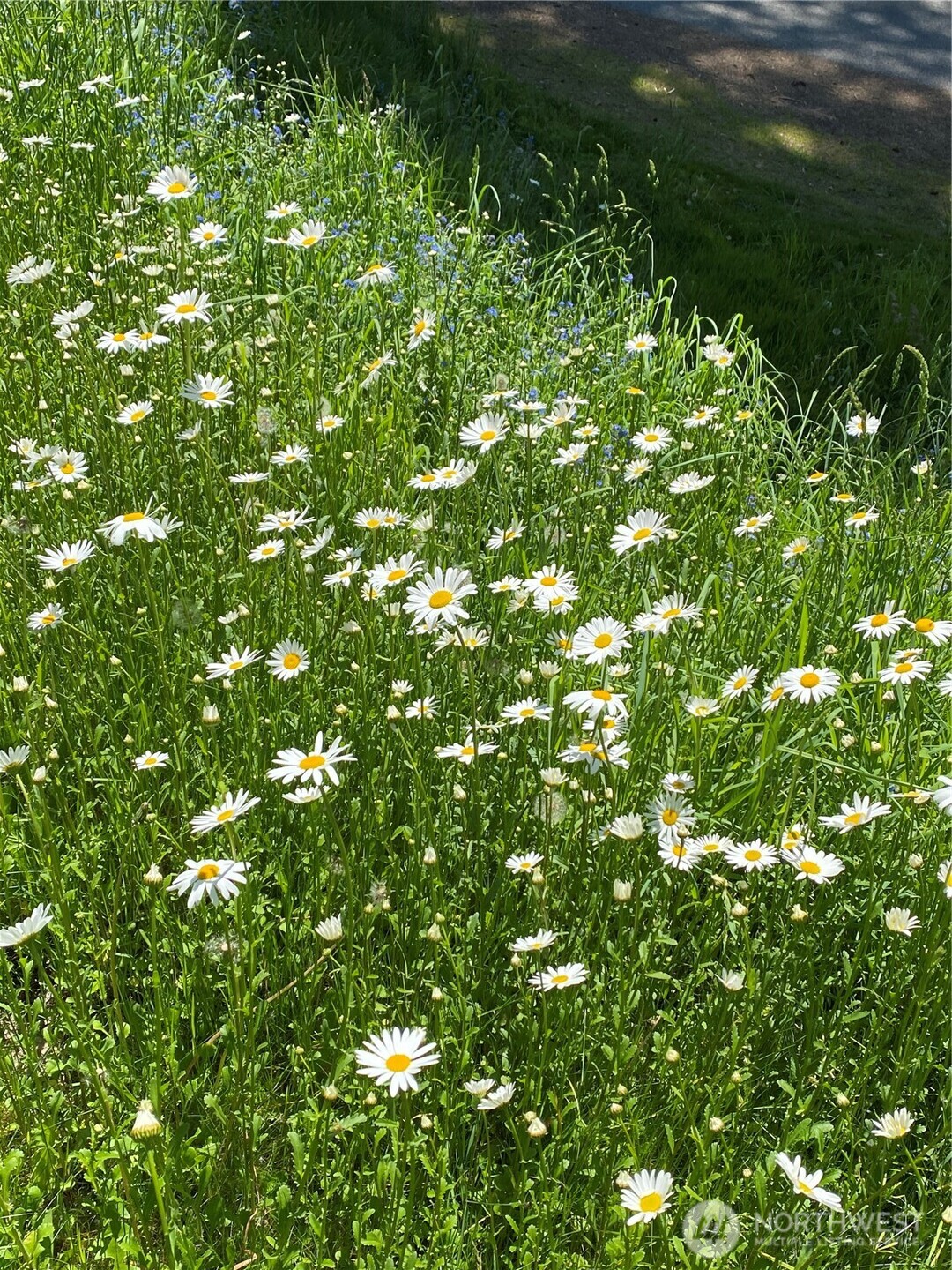 5325 Monta Vista Drive E