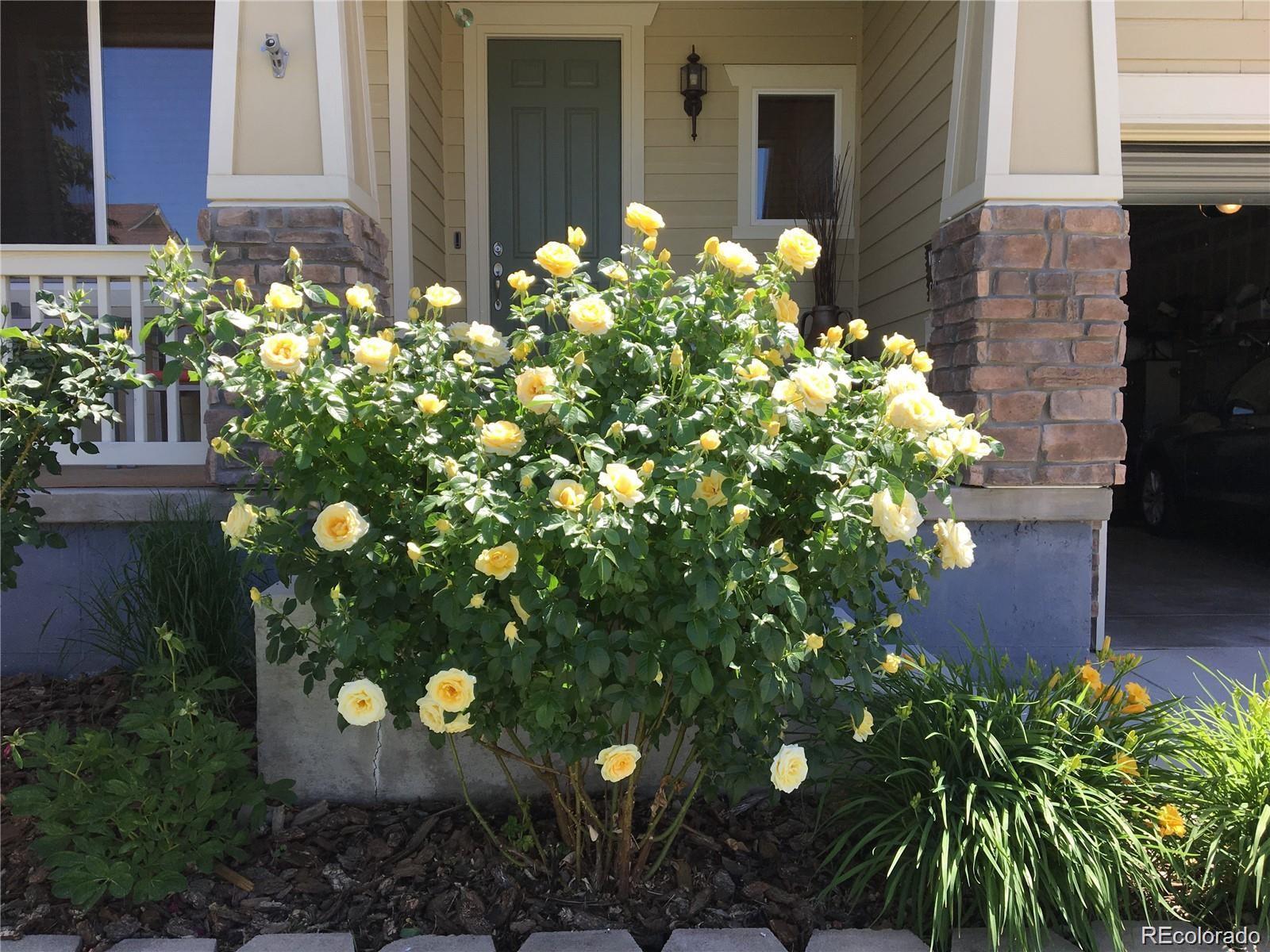 11570 Yellow Daisy Drive