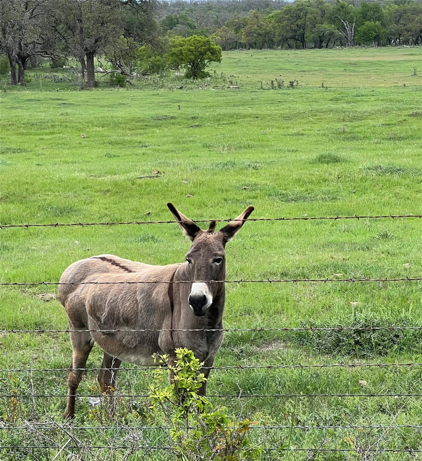 Donkey standing behind a barbed-wire fence in a green pasture