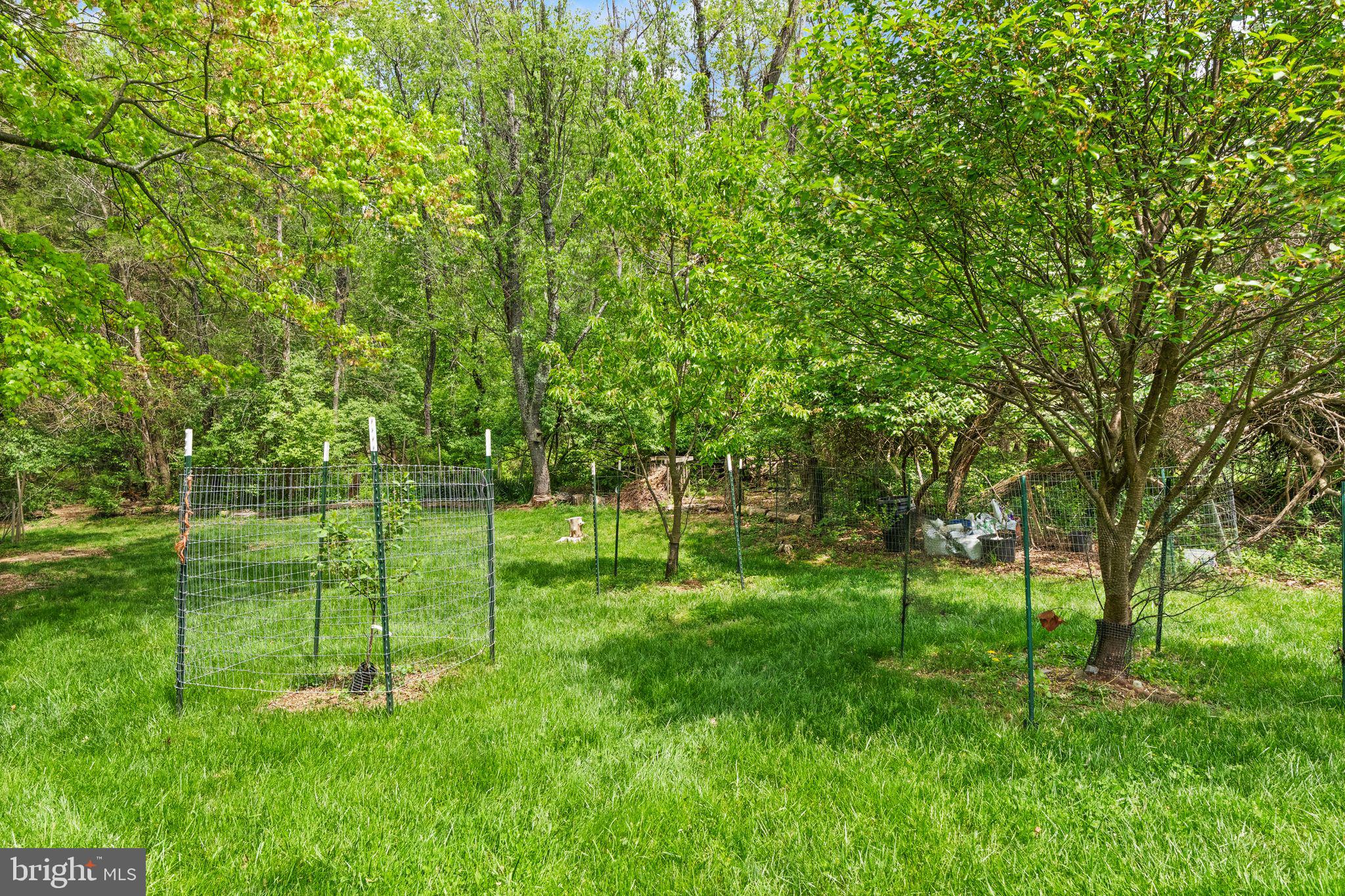 1031 CUP LEAF HOLLY COURT