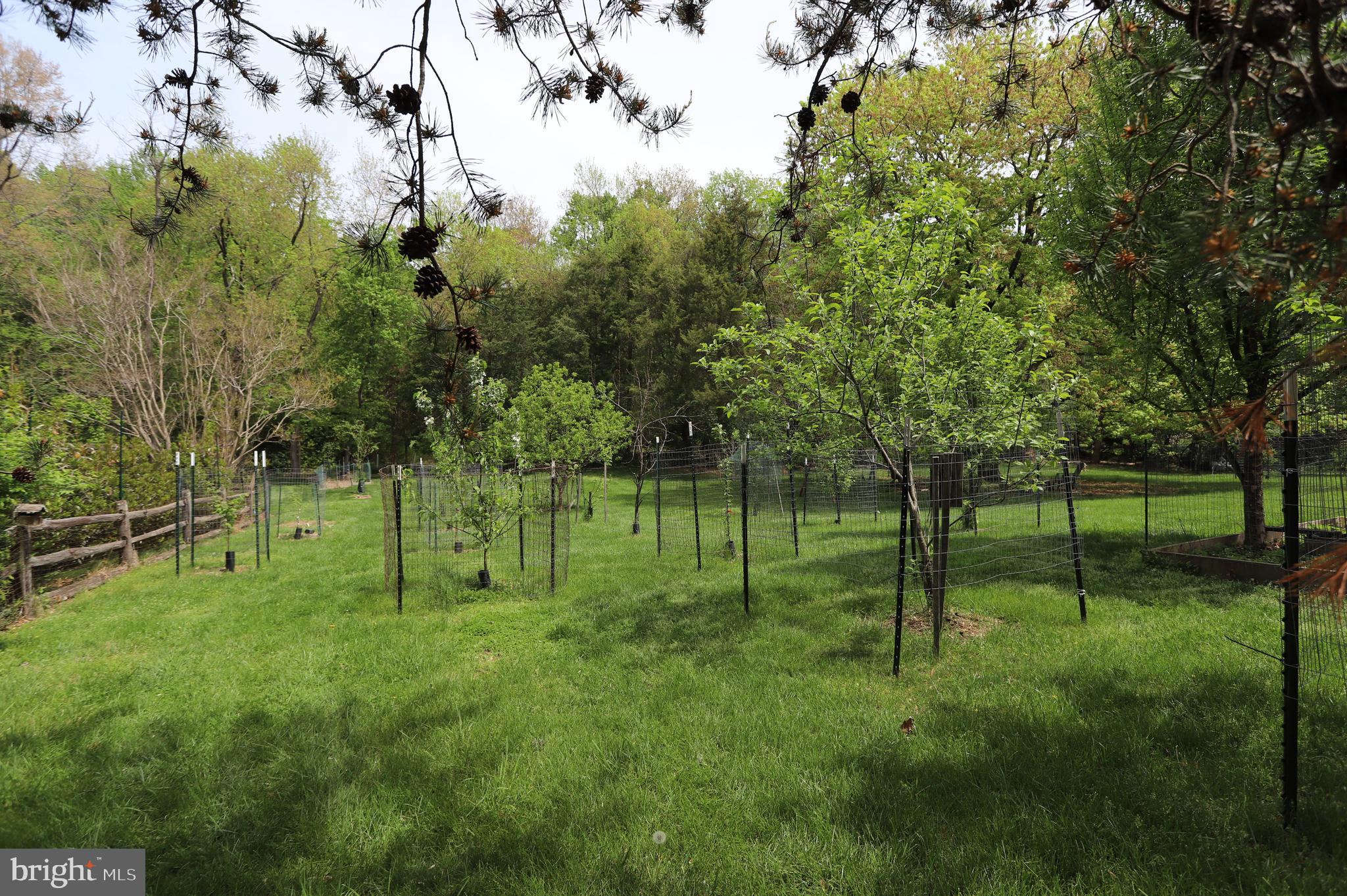 1031 CUP LEAF HOLLY COURT