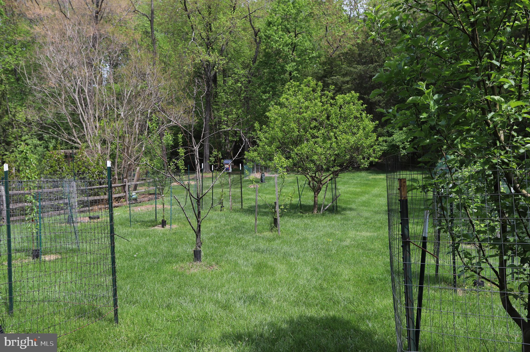 1031 CUP LEAF HOLLY COURT