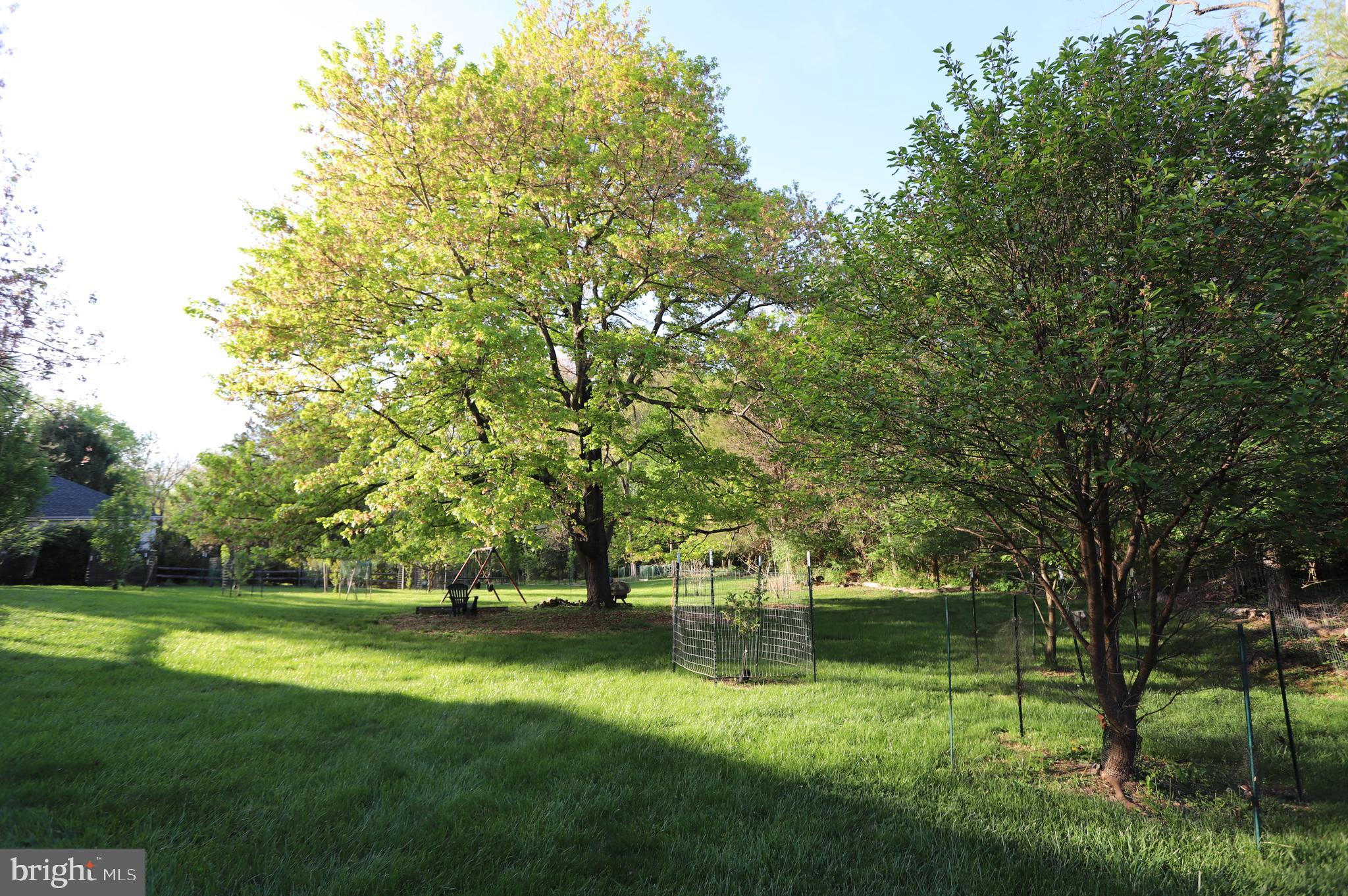 1031 CUP LEAF HOLLY COURT