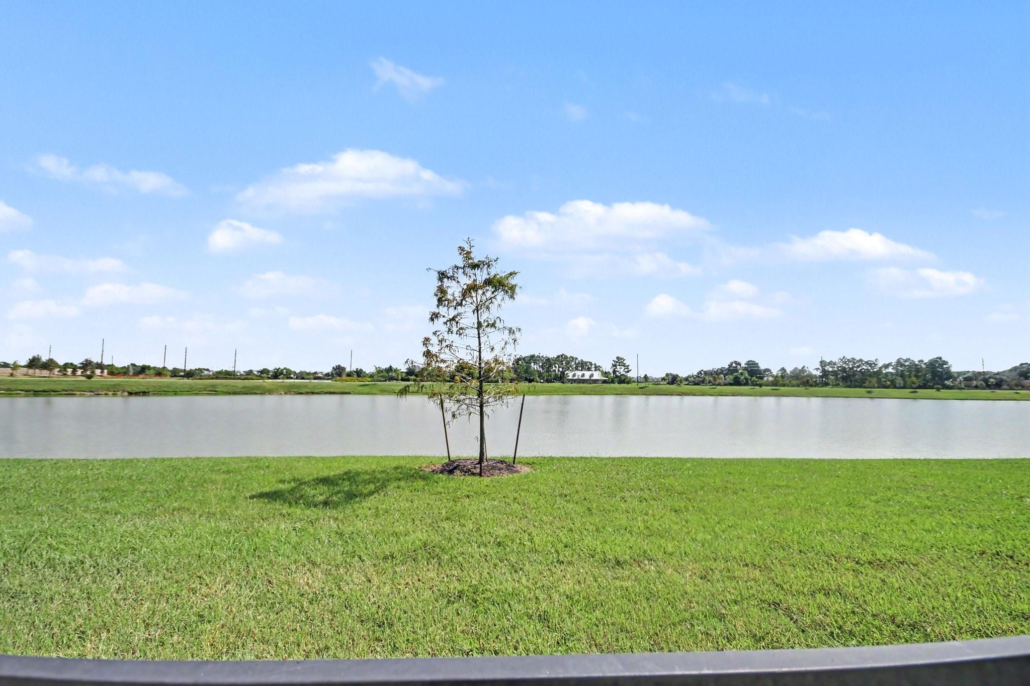Grassy waterfront lawn and pond with a young tree near the shore.
