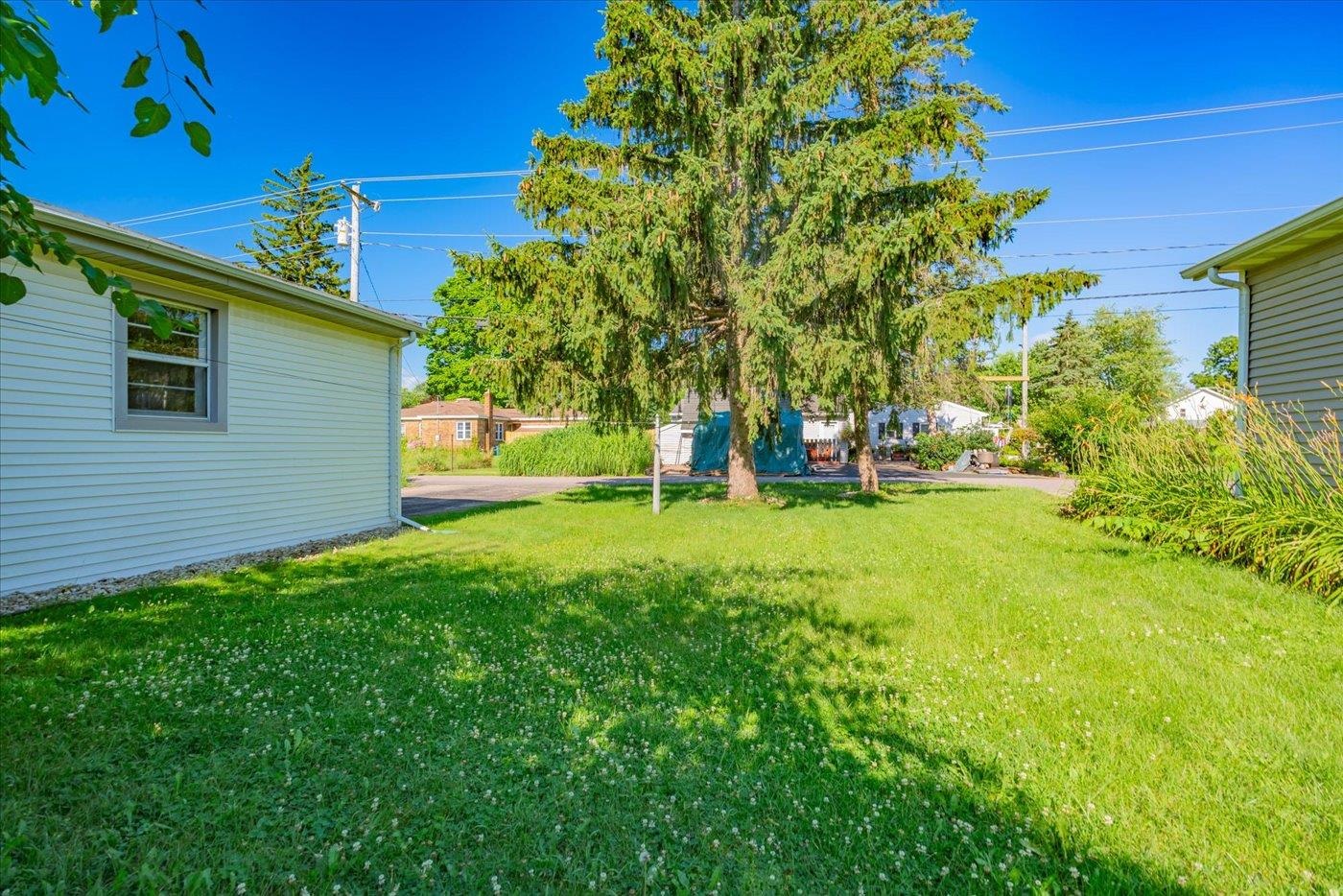 Backyard lawn beneath a large evergreen tree, bordered by the sides of two houses.