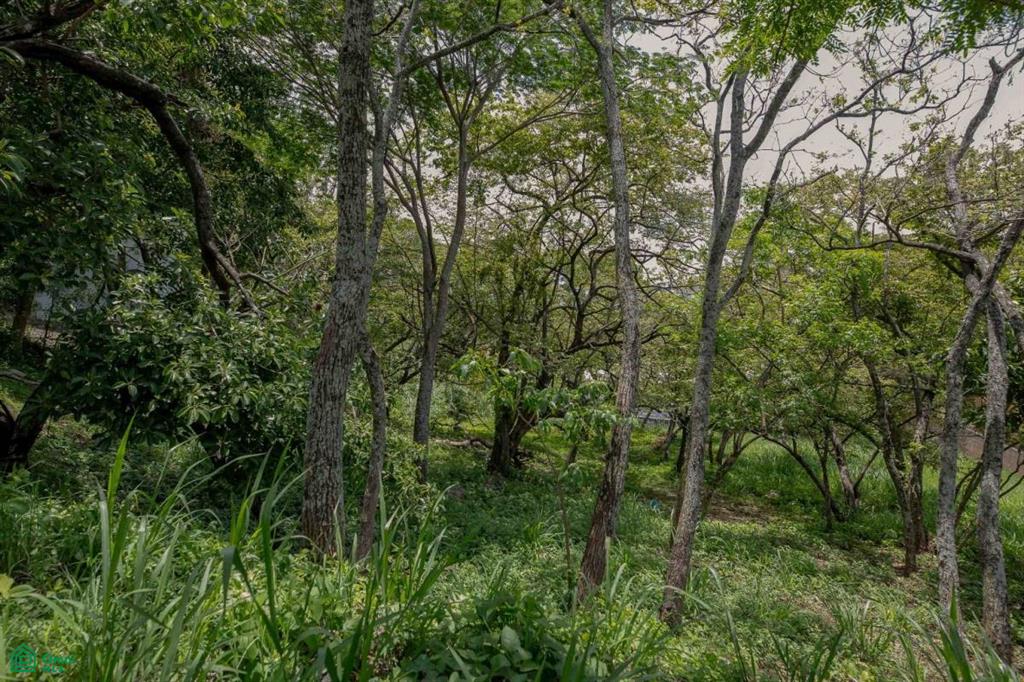 Residential Private Lush Lot Allows for Subdivision
