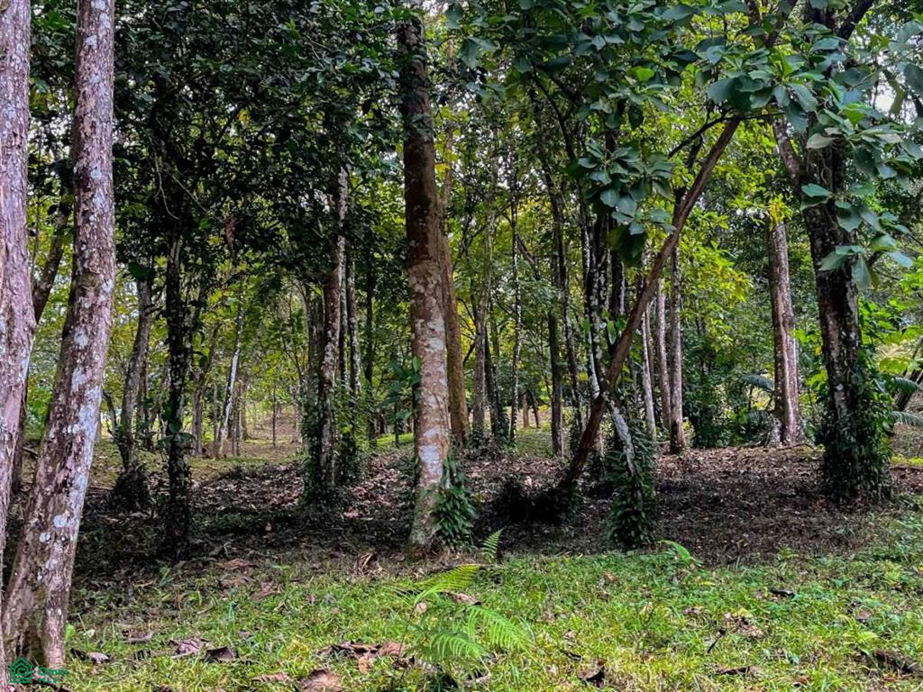 Luxury Development Land , Bahía Ballena, Osa, Puntarenas