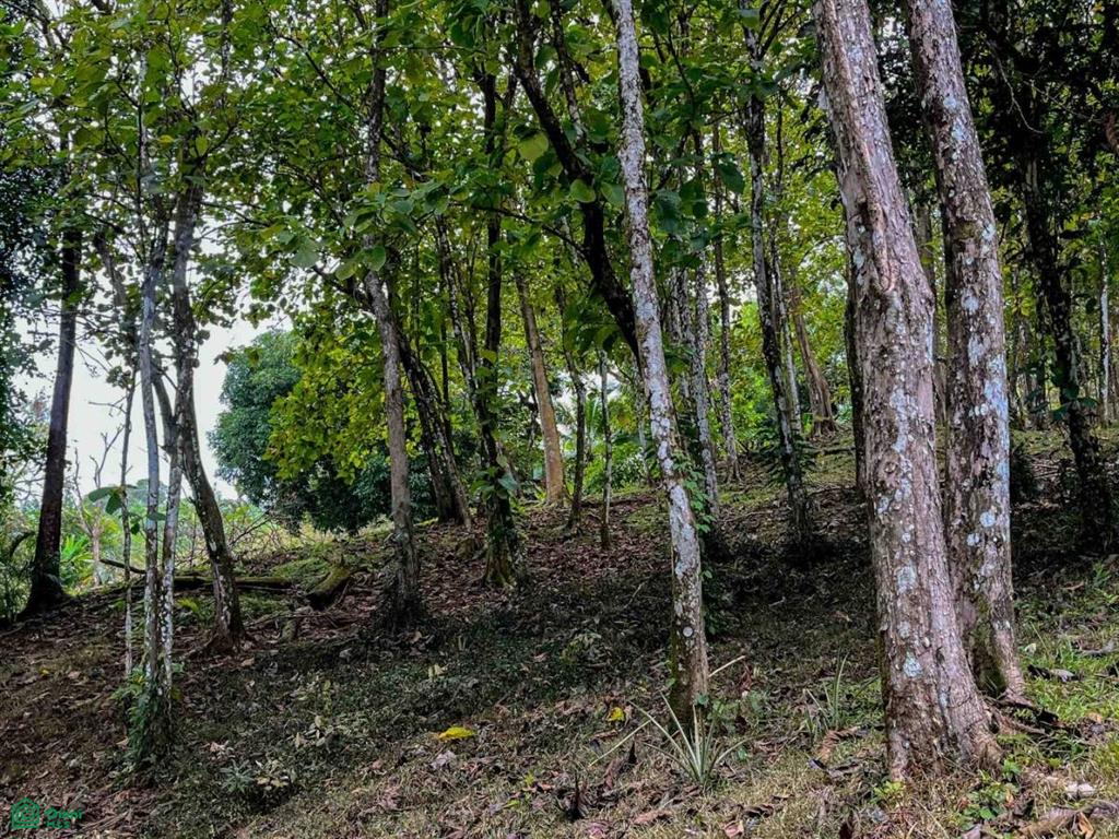 Luxury Development Land , Bahía Ballena, Osa, Puntarenas
