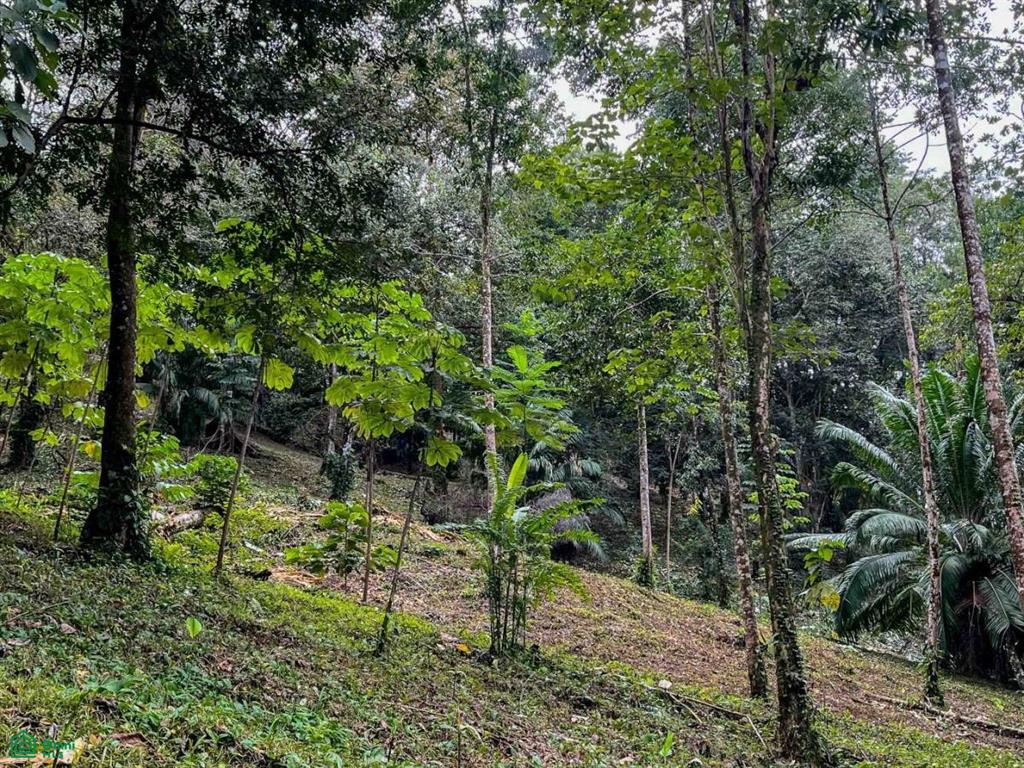 Luxury Development Land , Bahía Ballena, Osa, Puntarenas