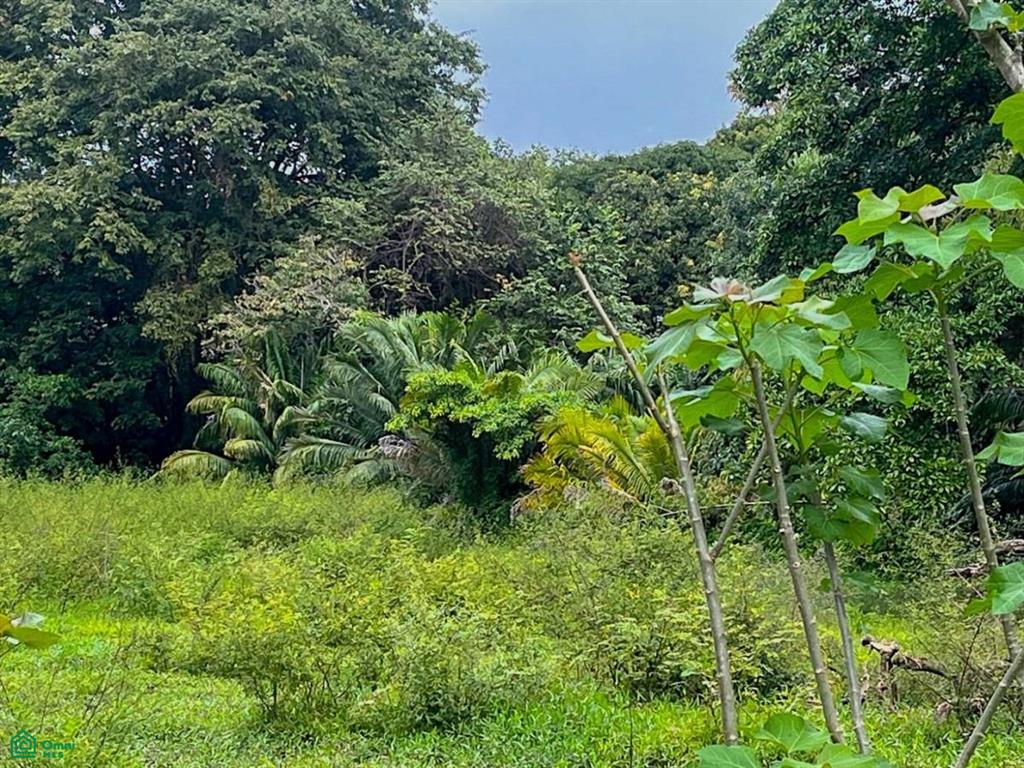 Titled Land Steps from the Beach , Bahía Ballena, Osa, Puntarenas