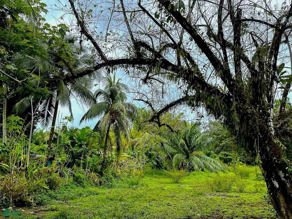 Titled Land Steps from the Beach , Bahía Ballena, Osa, Puntarenas