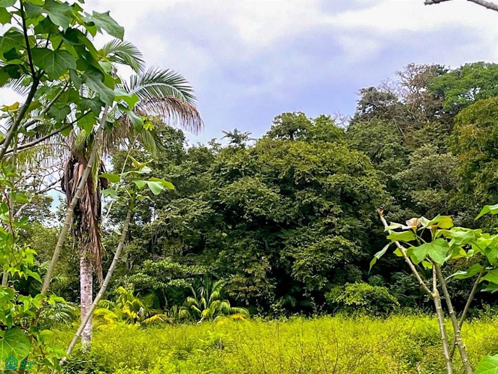 Titled Land Steps from the Beach , Bahía Ballena, Osa, Puntarenas