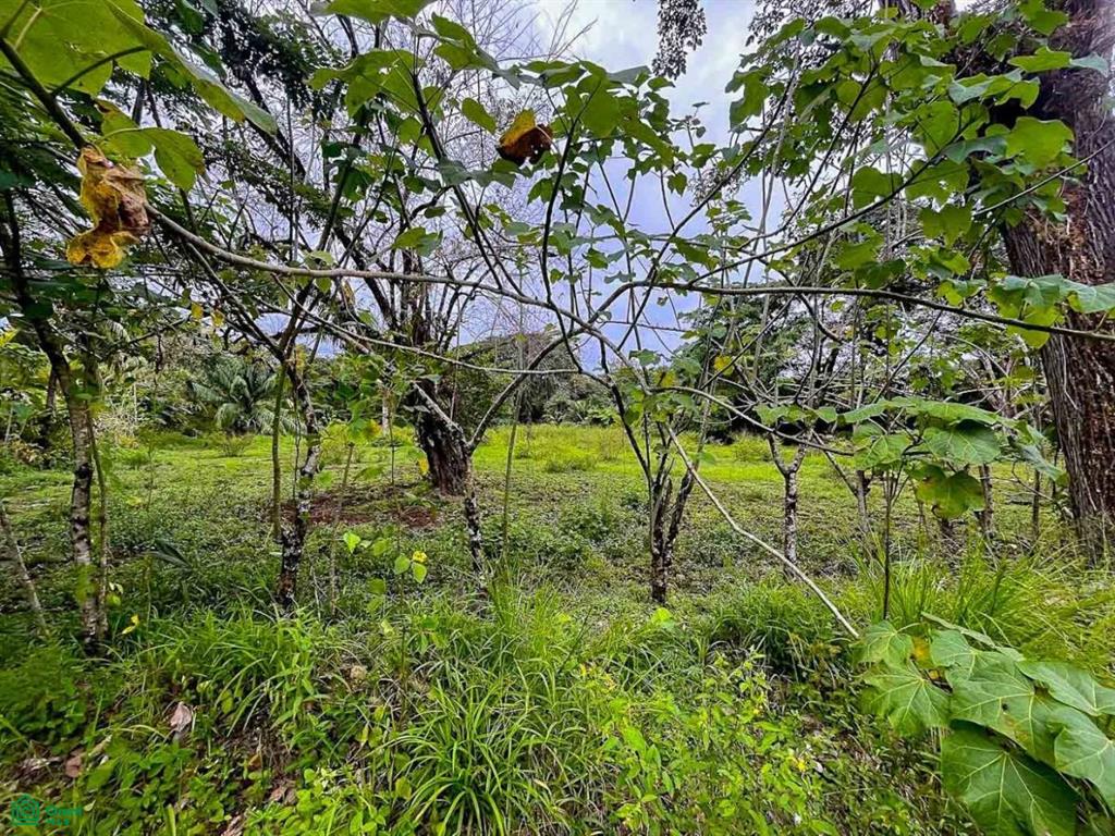 Titled Land Steps from the Beach , Bahía Ballena, Osa, Puntarenas