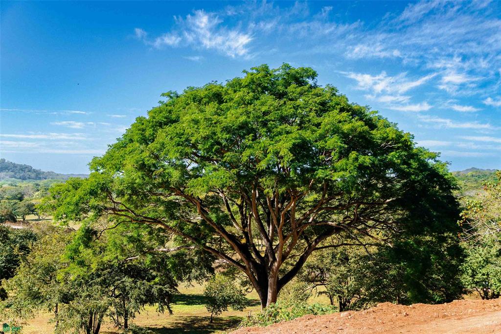Exclusive Lot Surrounded by Nature