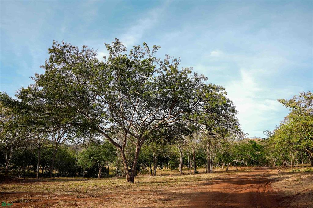 Exclusive Lot Surrounded by Nature