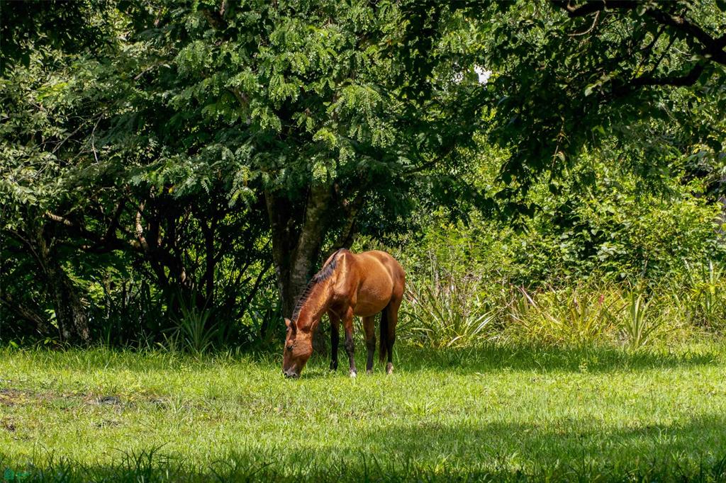 Exclusive Lot Surrounded by Nature