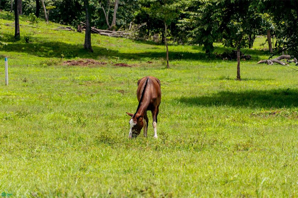 Premier Homesite in a Natural Haven