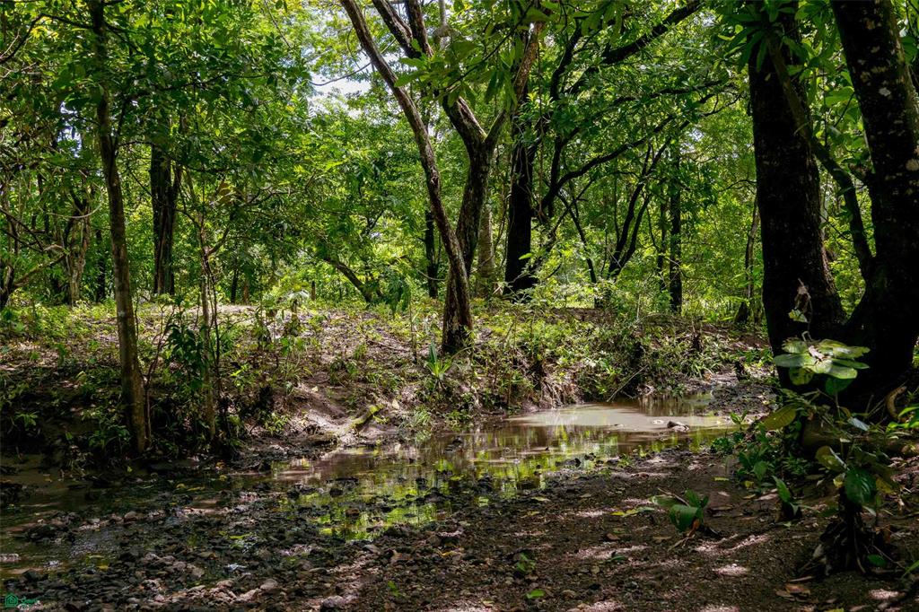 Premier Homesite in a Natural Haven