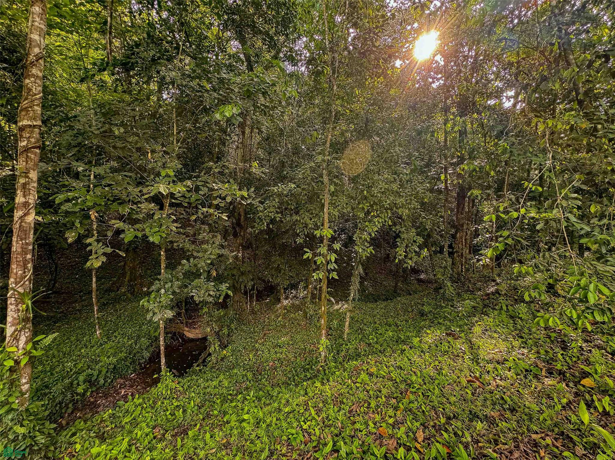 Rainforest Creek Estate