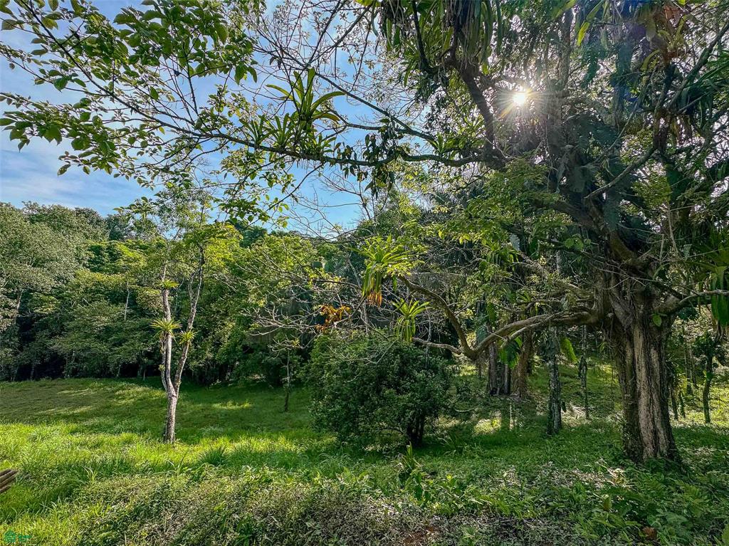 Rainforest Creek Estate