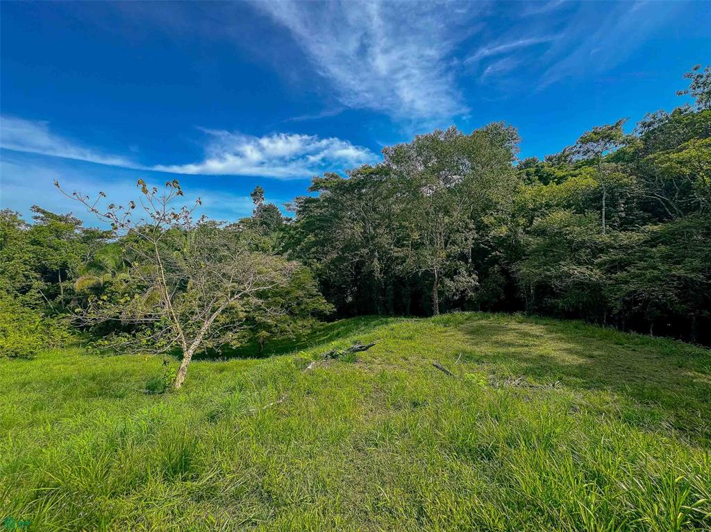 Rainforest Creek Estate